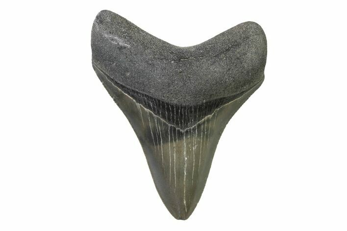 Serrated, Colorful, Fossil Megalodon Tooth - Georgia #338759